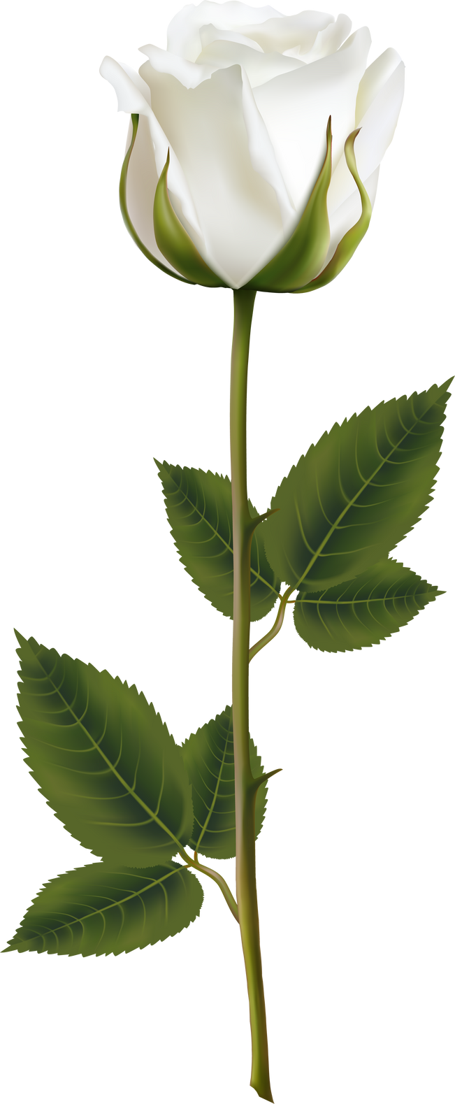 white rose with stem illustration